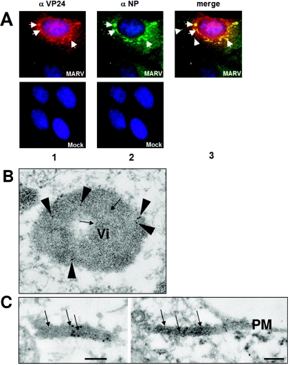 FIG.2.