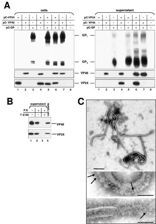 FIG. 4.