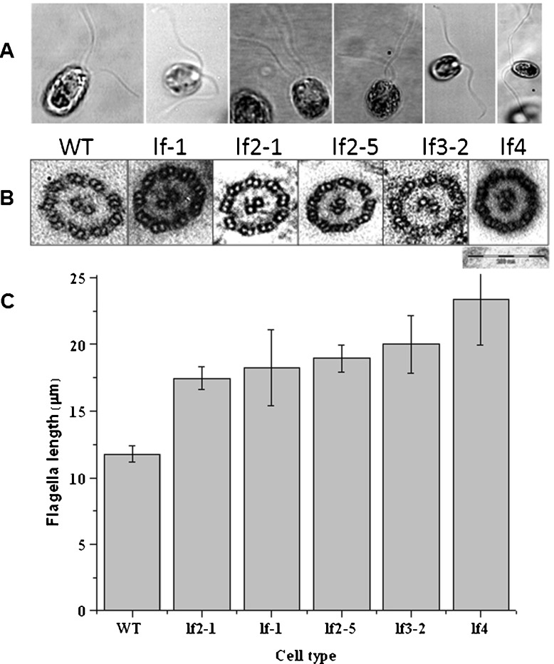 Fig. 1