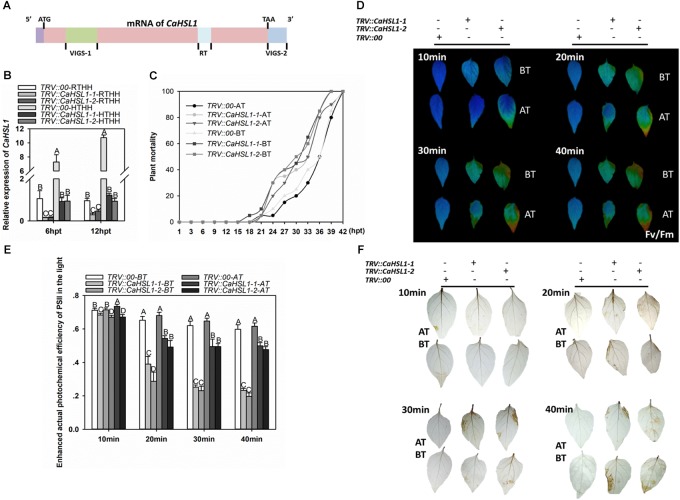 FIGURE 3