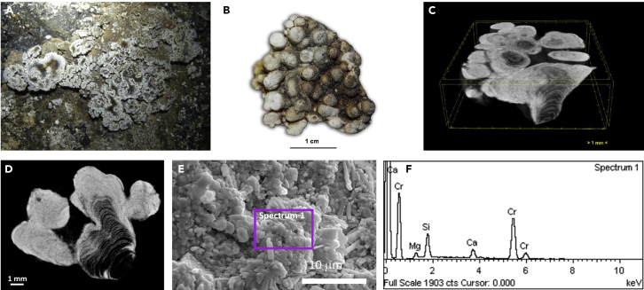 Figure 2