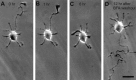 Fig. 10.