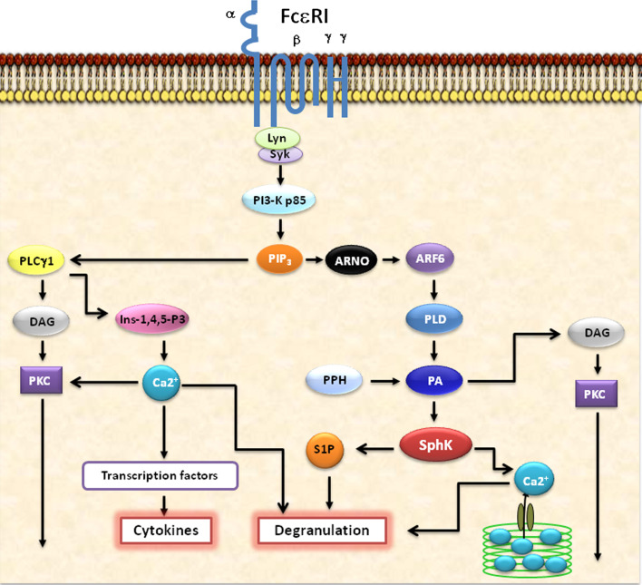 Fig. 1