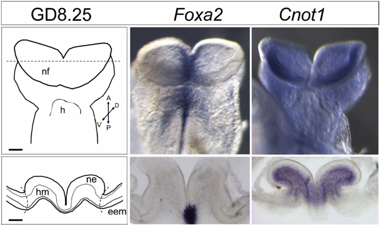 Figure 3