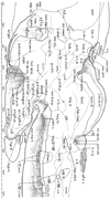 Fig. 11