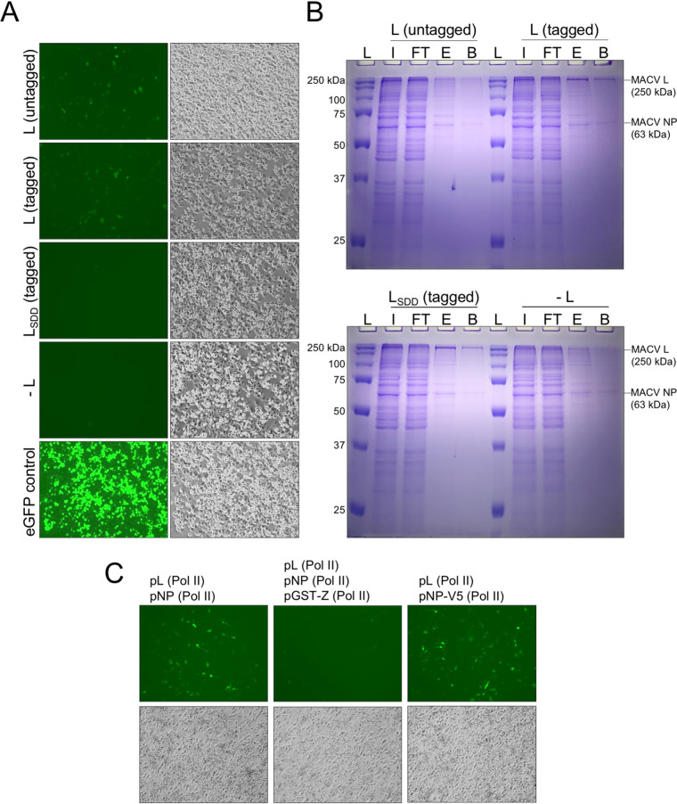 FIG 3