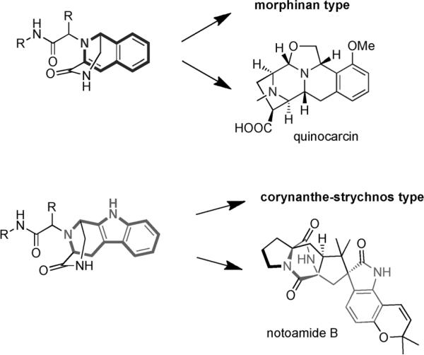 Scheme 5