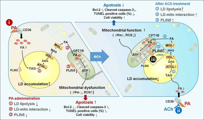 Figure 7.