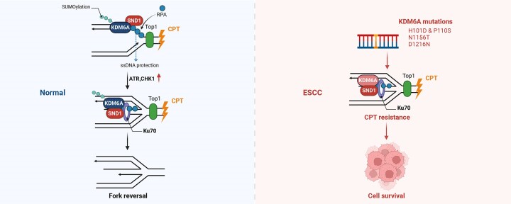 Graphical Abstract