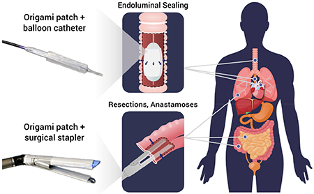 graphic file with name nihms-1685775-f0007.jpg