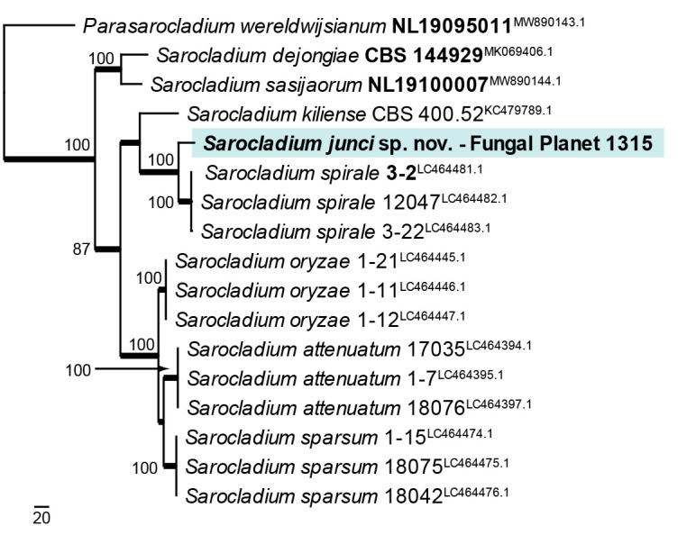 graphic file with name per-2023-47-6-i008.jpg