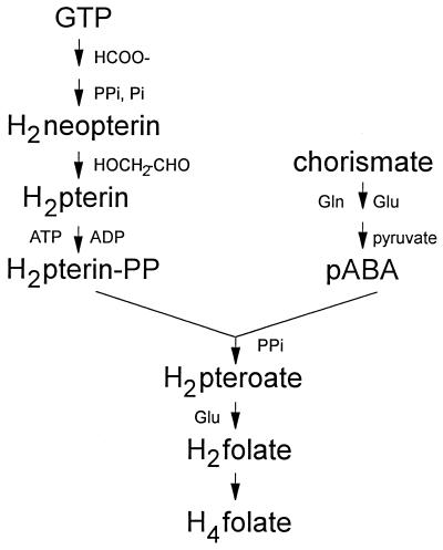 FIG. 1