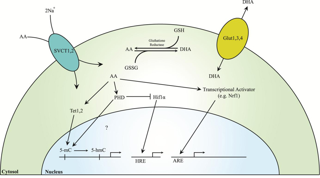 Fig. 2