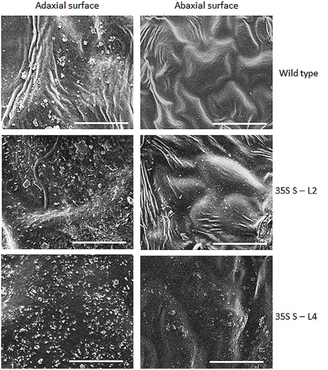 FIGURE 4