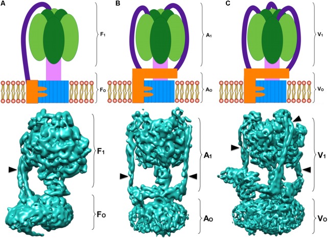 FIGURE 1