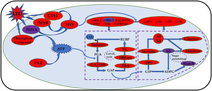 FIGURE 11