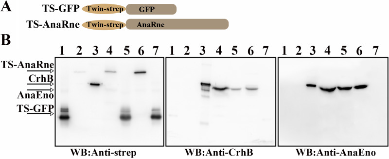 FIG 1