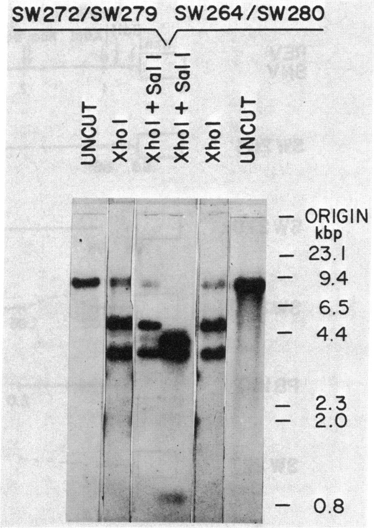 graphic file with name pnas00612-0223-a.jpg