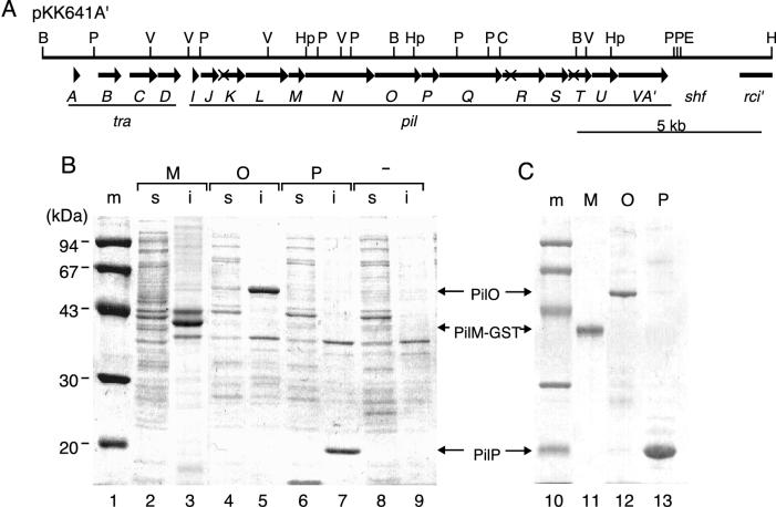 FIG. 1.