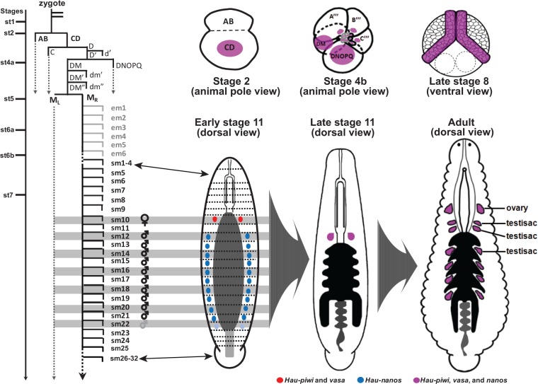 Fig. 8.