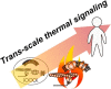 Graphical Abstract