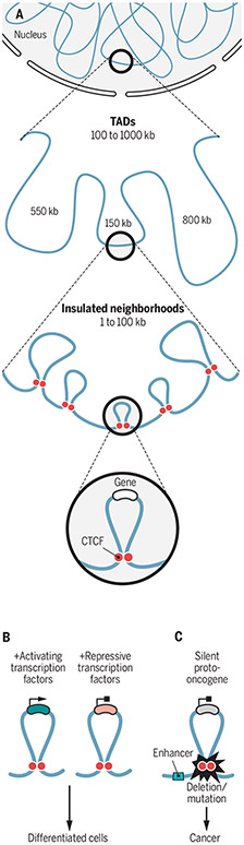 Chromatin architecture and gene expression.