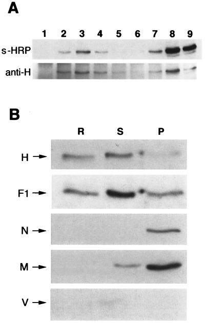 FIG. 5