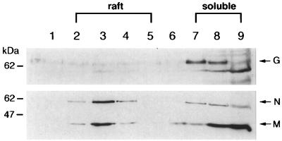 FIG. 6