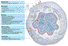 Fig. 1 |