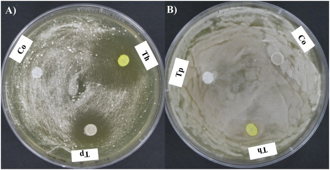 Fig 6