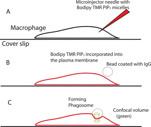 FIGURE 1: