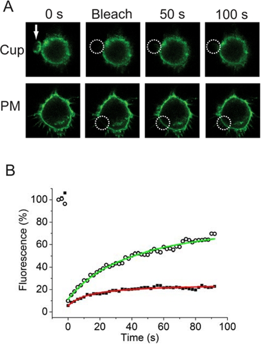 FIGURE 4: