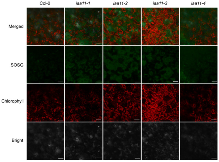 Figure 5