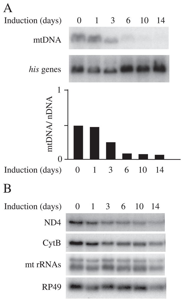 FIGURE 4