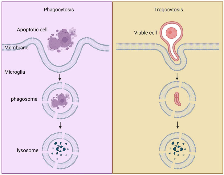 FIGURE 4