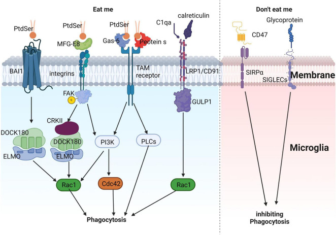 FIGURE 3