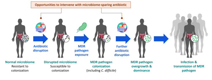 Following antibiotic disruption, the microbiome becomes susceptible to colonization, and exposure to MDR pathogens can lead to colonization, overgrowth, and ultimately infection and transmission of these MDR pathogens.