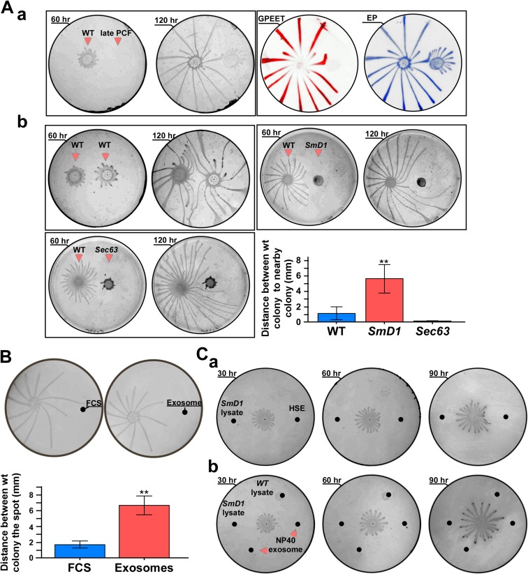 Fig 11