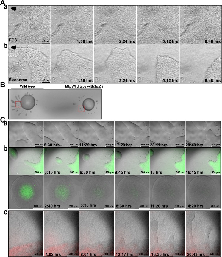 Fig 12