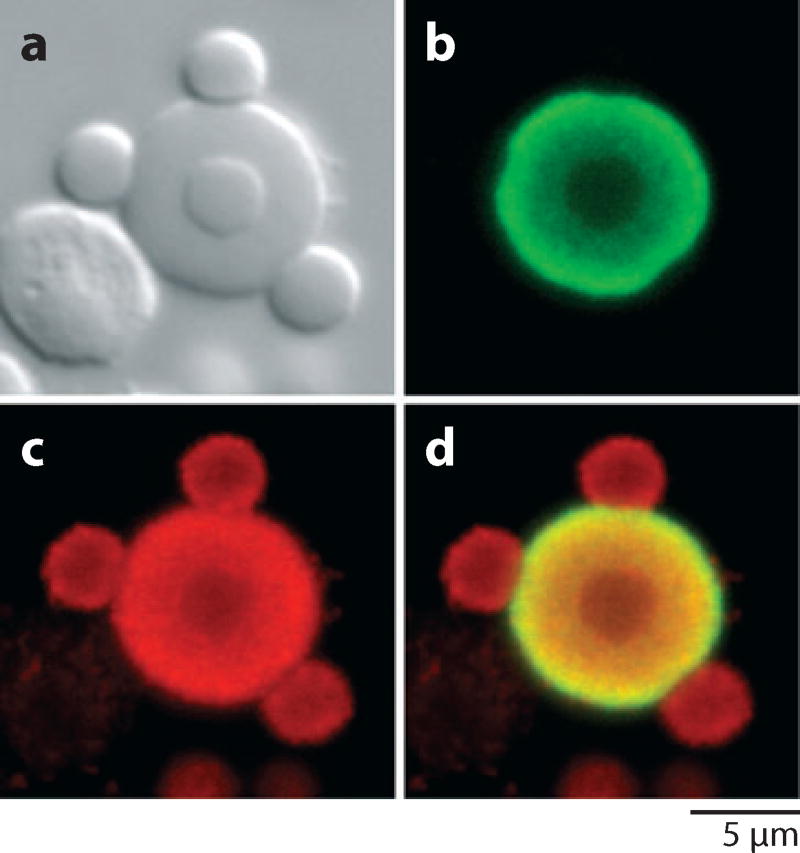 Figure 15