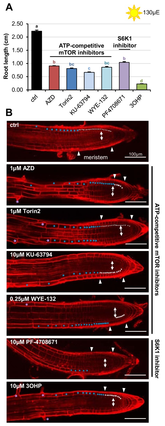 Figure 7—figure supplement 1.