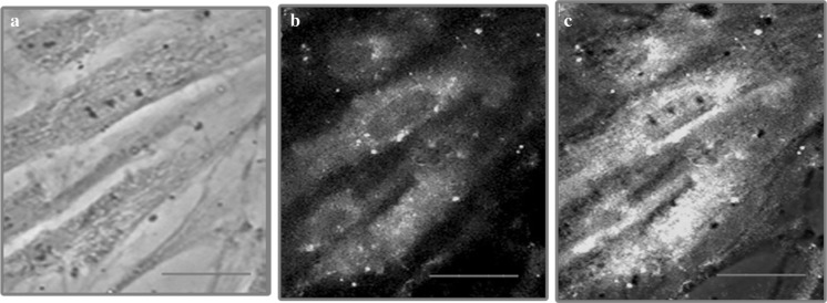 Fig. 10