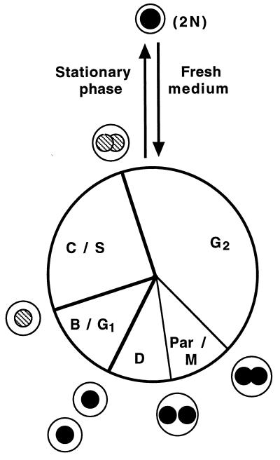 FIG. 6