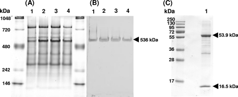 Fig. 5.