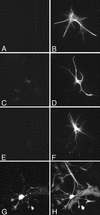 FIG. 8.