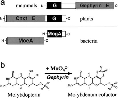 Figure  1