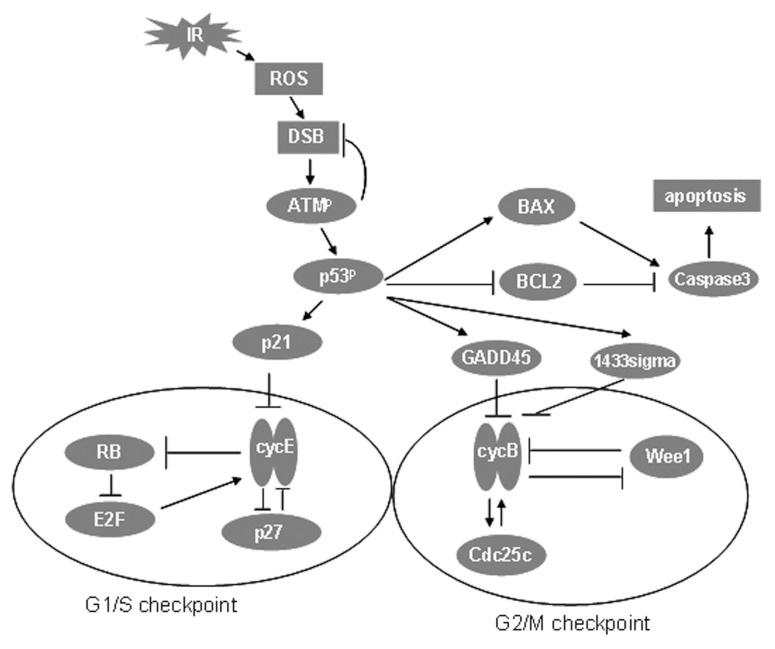 FIGURE 2