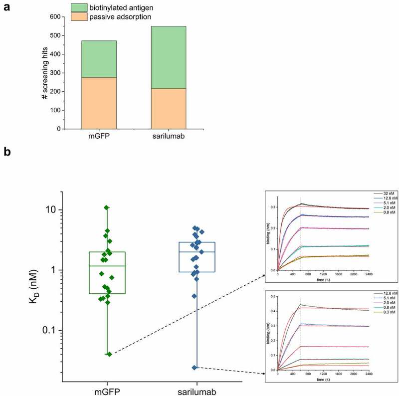 ELISA screening and determination of affinities of binders selected by SpyDisplay. A shows the number of positive hits from screening Fabs generated against mGFP or the paratope of sarilumab in ELISA. B shows the distribution of KD values of sequenced and purified antibodies against mGFP and sarilumab, as well as BLI sensorgrams of the best antibodies against each antigen.