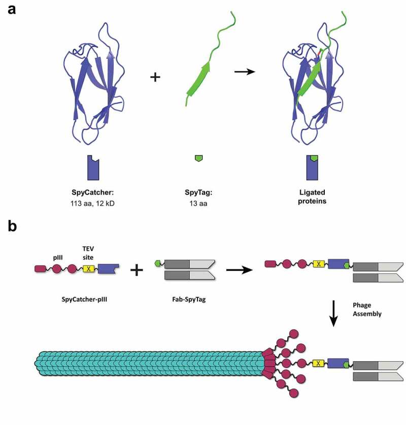 Introduction of SpyTag/SpyCatcher technology and SpyDisplay. A shows SpyCatcher and SpyTag forming an isopeptide bond, as a crystal structure and as a cartoon. B illustrates the use of SpyDisplay to display antibodies on phages through the reaction of SpyCatcher-pIII with SpyTagged Fab antibody fragments in the periplasm.