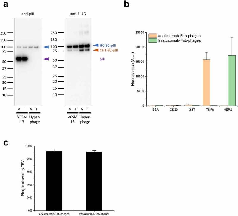 Fab-phage production with E. coli SK25. A shows immunoblots of SpyDisplay phages displaying Fabs of different specificities (adalimumab or trastuzumab), produced either with VCSM13 or Hyperphage as helper phage. Both specificities show comparable display rates, with a much higher level of display for the Fab-phages produced with Hyperphage. B shows the use of ELISA to test the binding of polyvalent Fab-phages to cognate and irrelevant antigens. The results confirm a highly target specific binding of the Fab-phages and no binding to the negative controls. C shows the elution of monovalent Fab-phages from MaxiSorp plates after treatment with TEV Protease. The results indicate an elution efficiency of around 90% for both specificities tested.